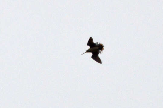 Image of Swinhoe's Snipe