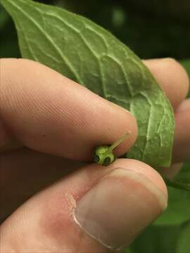 صورة Mertensia platyphylla A. A. Heller