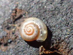 Image of <i>Striatura pugetensis</i>