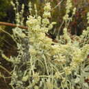 Image of Sideritis soluta subsp. gueimaris Négrin & P. Pérez