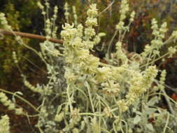 Image of Sideritis soluta subsp. gueimaris Négrin & P. Pérez