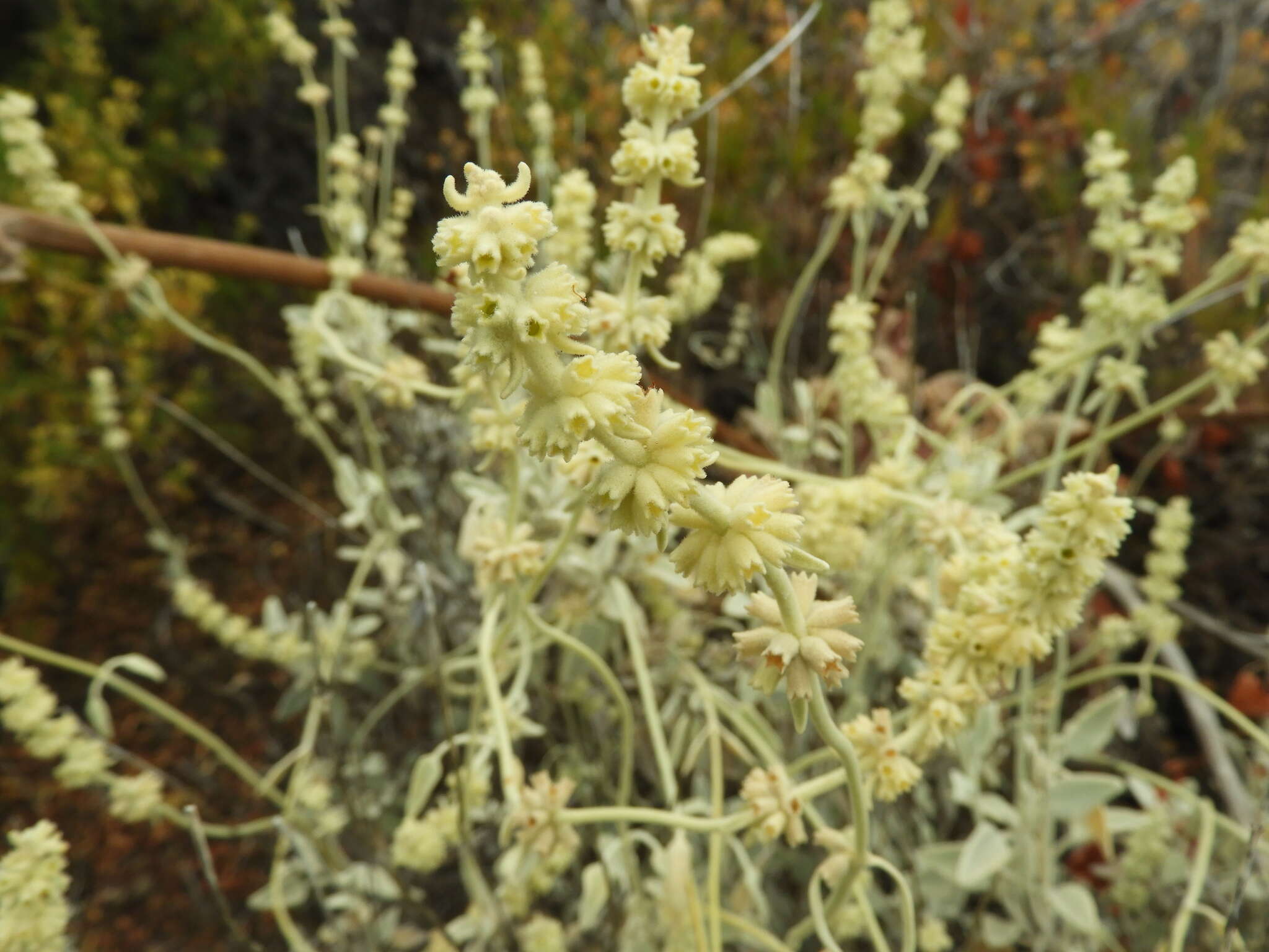 Image of Sideritis soluta subsp. gueimaris Négrin & P. Pérez