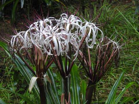 Image de Crinum firmifolium Baker