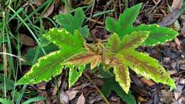 Image of Rubus reflexus var. hui (Diels ex Hu) F. P. Metcalf