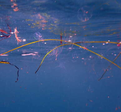 Image of Pacific sea gooseberry