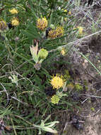 Image of Albertinia pincushion