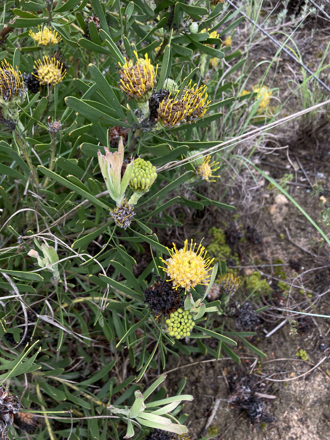 Plancia ëd Leucospermum muirii Phillips