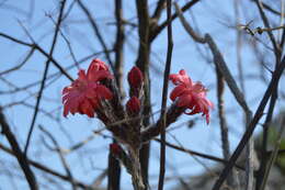 Image of Peniocereus viperinus (F. A. C. Weber) Buxb.