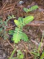 Imagem de Phyllanthus urinaria L.