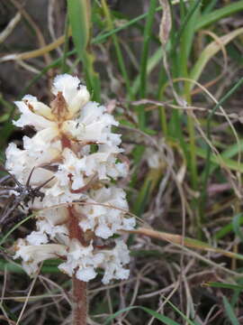 Image of bean broomrape