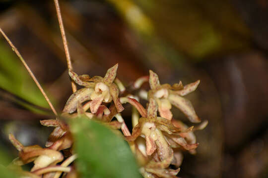 Image of Xylobium leontoglossum (Rchb. fil.) Benth. ex Rolfe