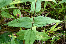 Image of Pale-Leaf Woodland Sunflower