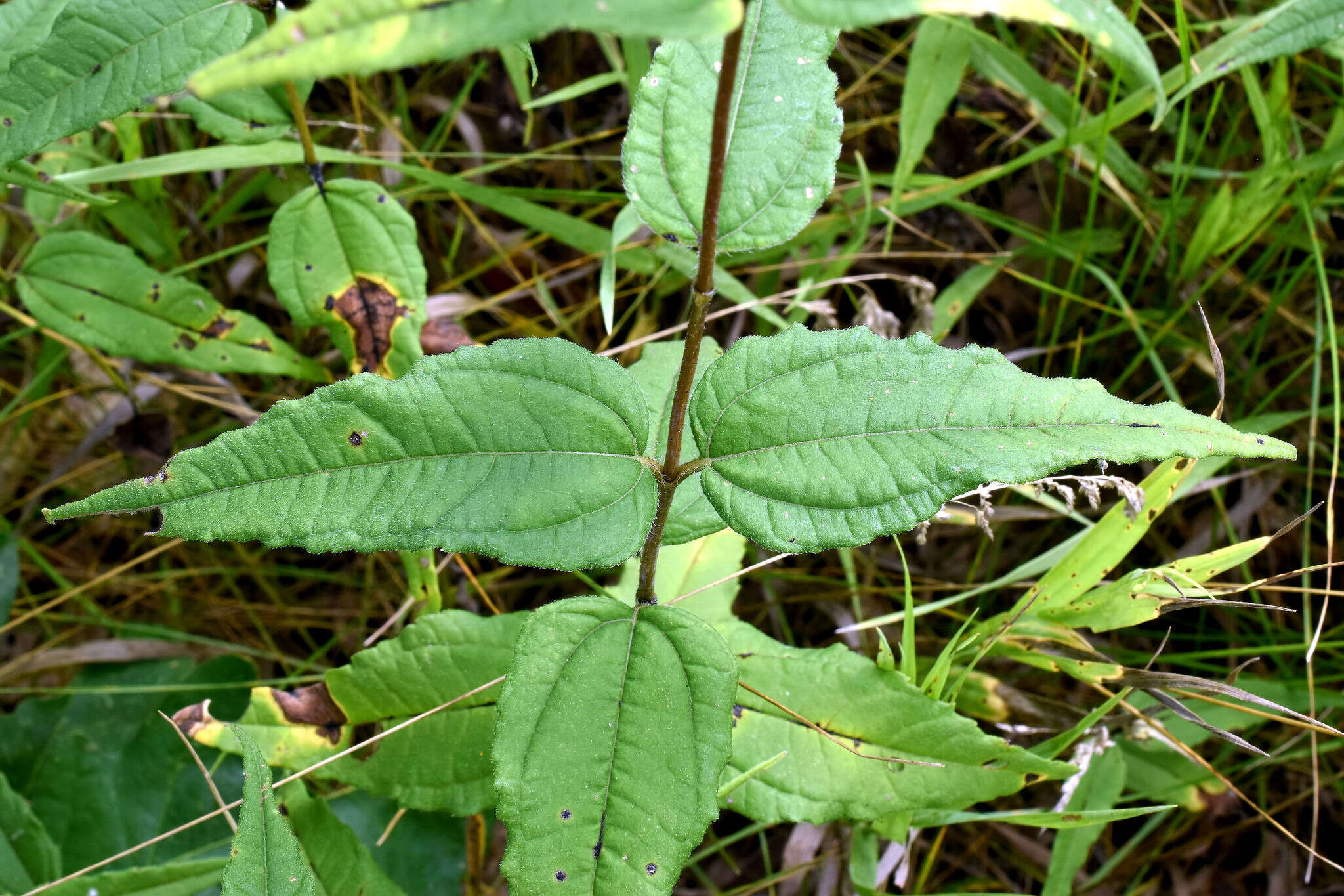 Imagem de Helianthus strumosus L.