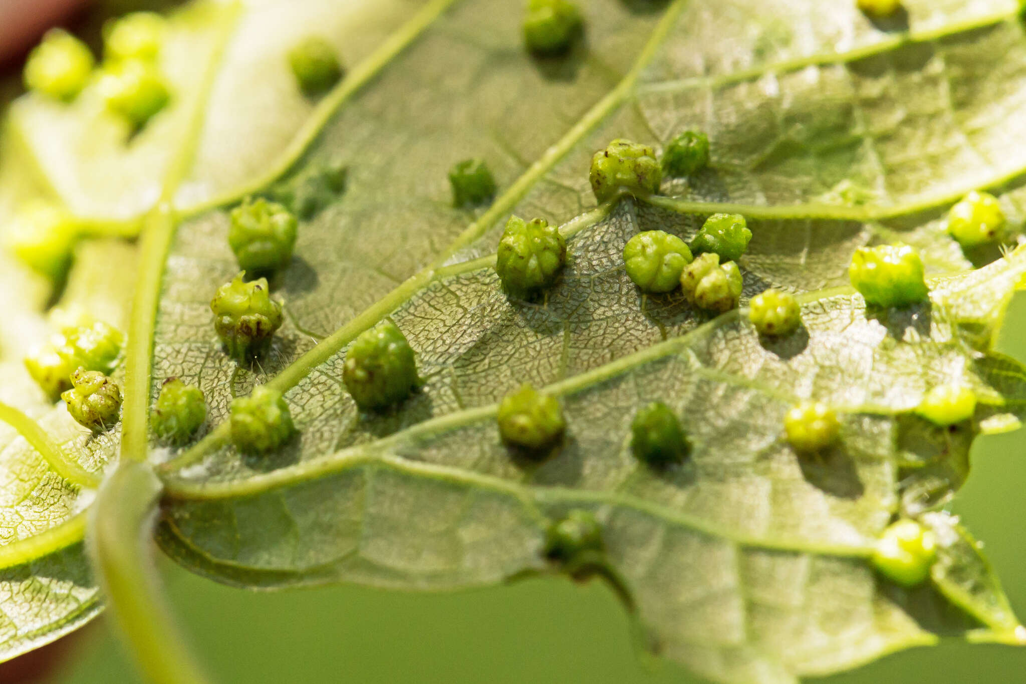 Image of grape phylloxera