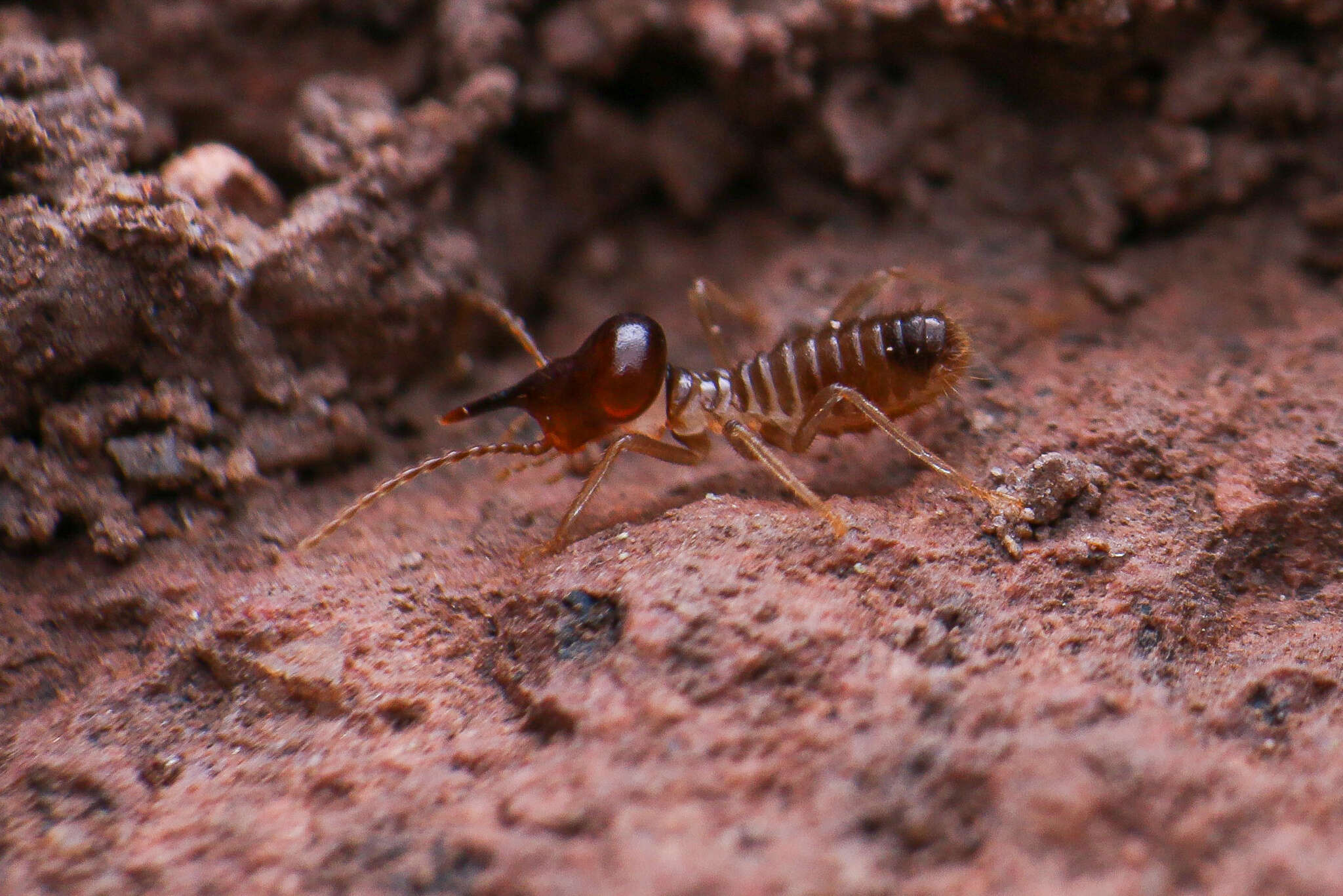 Tenuirostritermes tenuirostris (Desneux 1904)的圖片