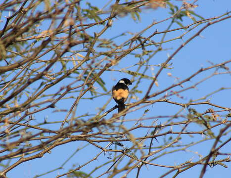 صورة Sporophila torqueola (Bonaparte 1850)