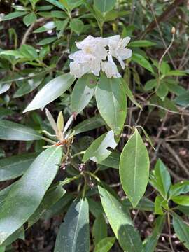 صورة Rhododendron carolinianum Rehder