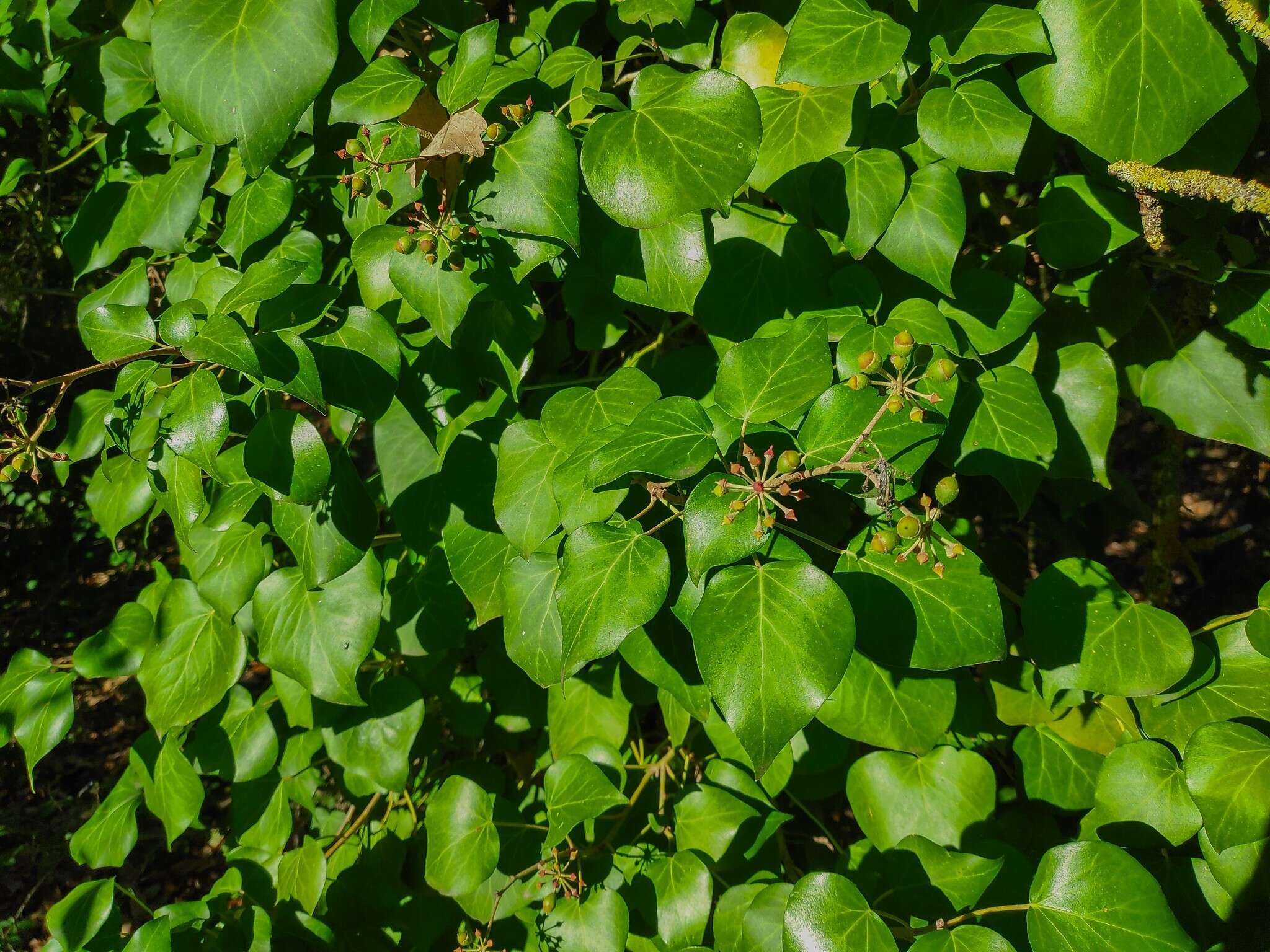 Imagem de Hedera helix f. helix