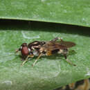 Image of Chalcosyrphus metallicus (Wiedemann 1830)