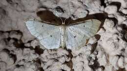 Image of Idaea politaria Hübner 1799