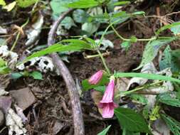 Imagem de Chelonopsis moschata Miq.