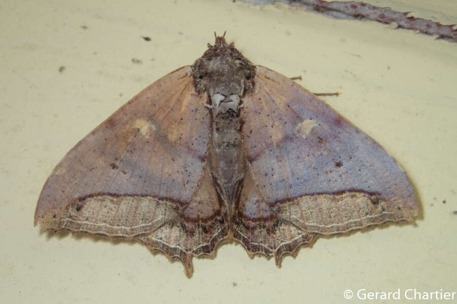 Sivun Pterocyclophora ridleyi Hampson 1913 kuva