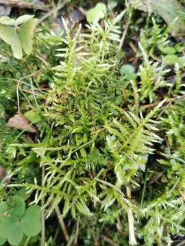 Image of hair-pointed feather-moss