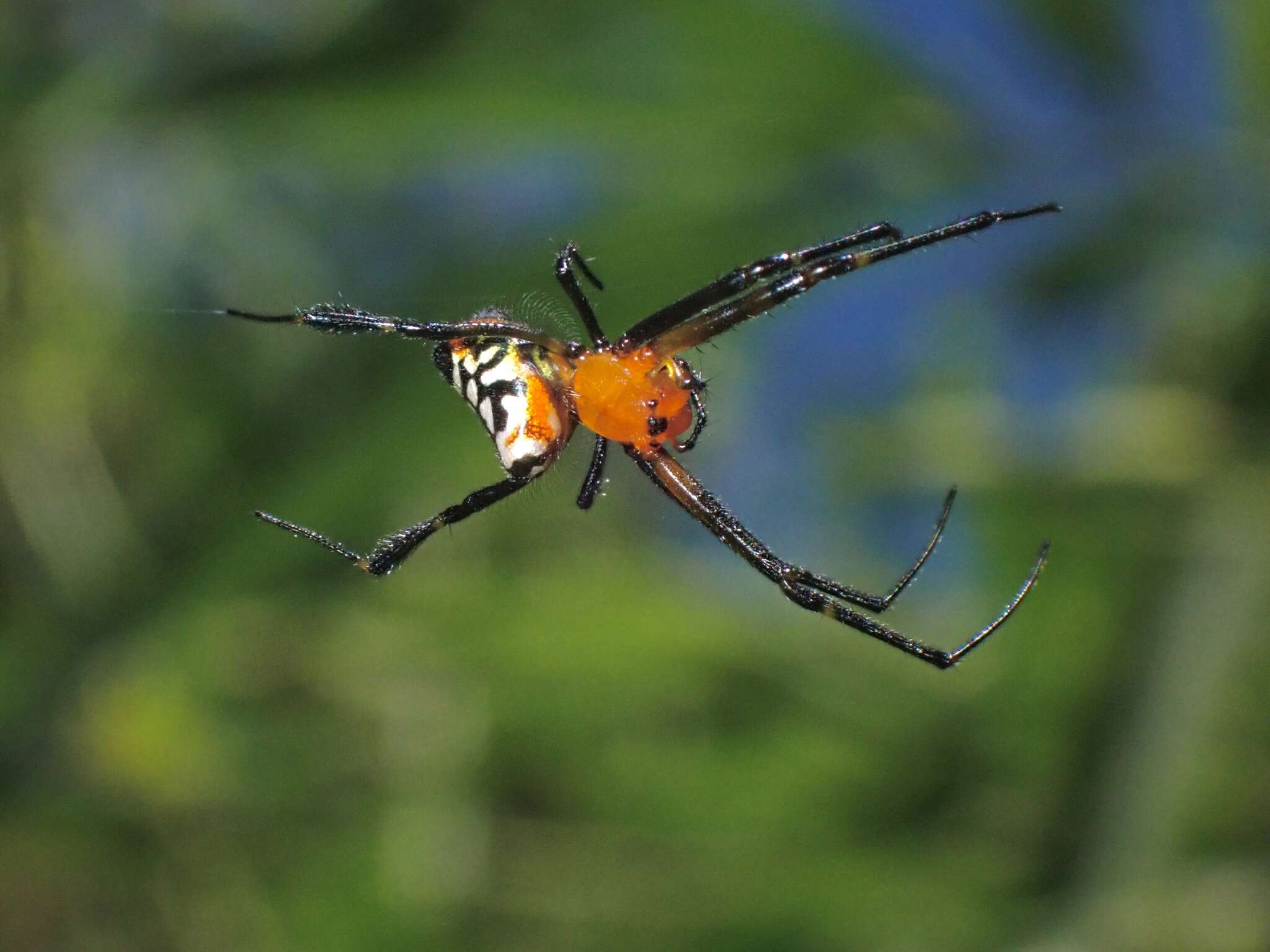 Image of Leucauge fastigata