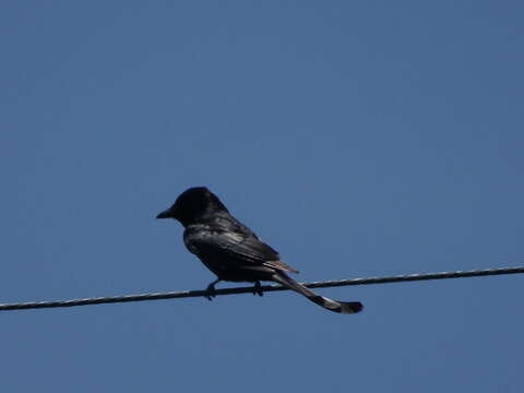 Image of Black Drongo