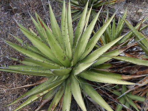 Image of Agave angustiarum Trel.