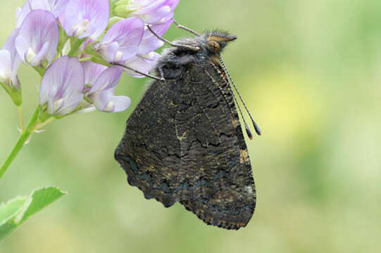 Imagem de <i>Aglais ladakensis</i>