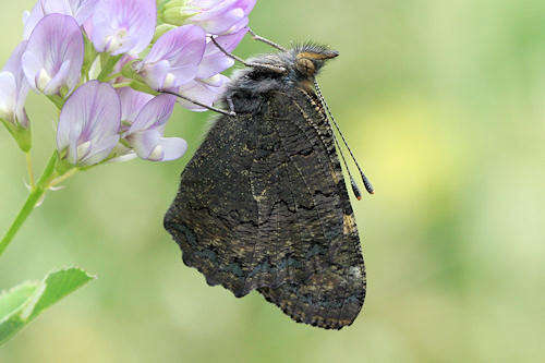 Imagem de <i>Aglais ladakensis</i>