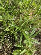 Image of marsh mermaidweed