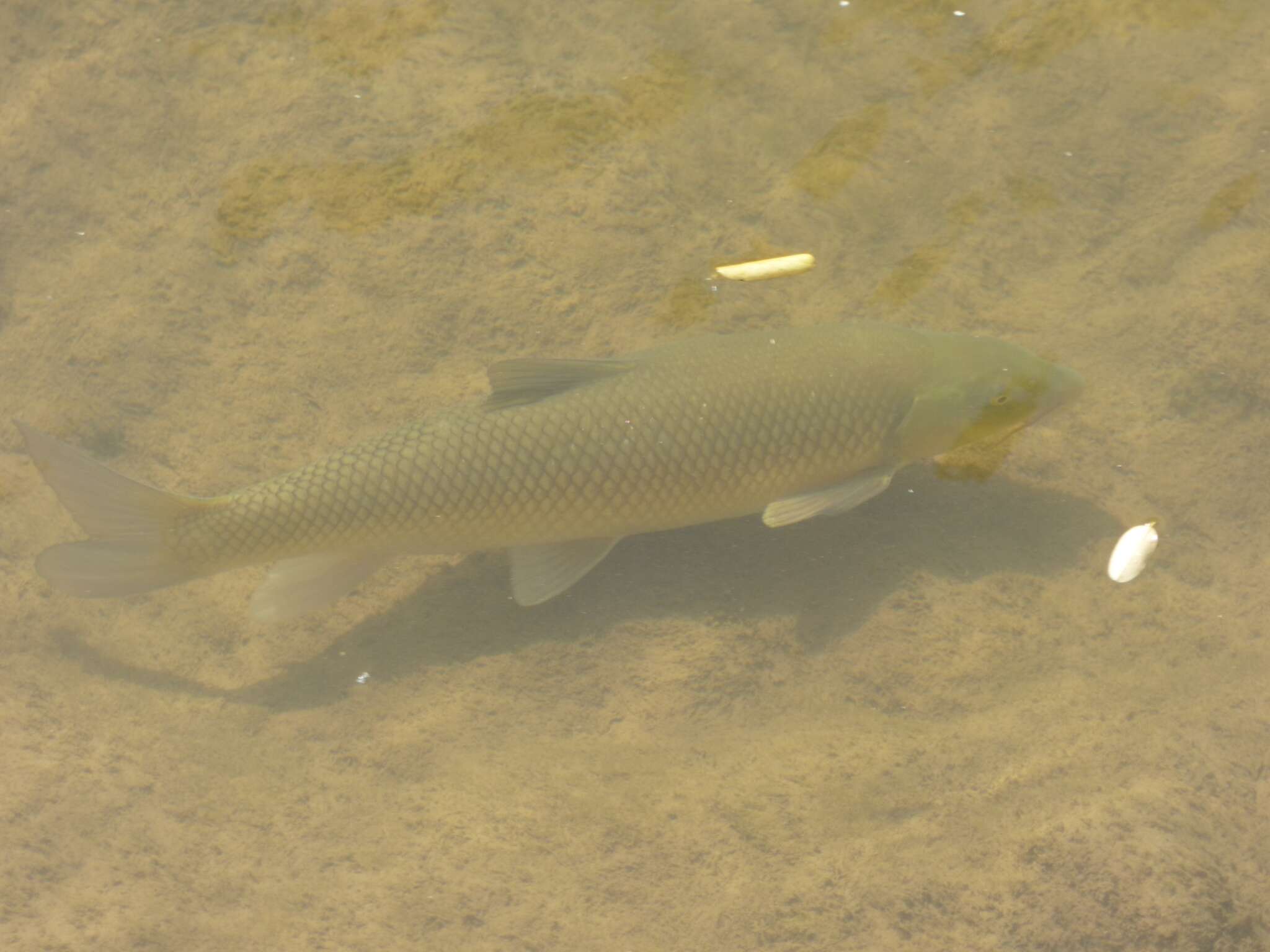 Слика од Luciobarbus graellsii (Steindachner 1866)