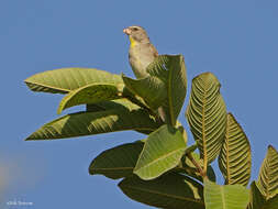 Image of Yellow-throated Seedeater