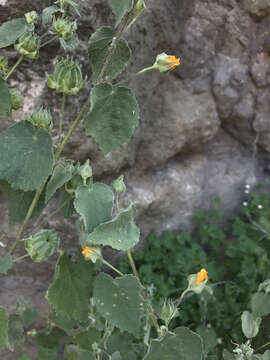 Image of Abutilon californicum Benth.