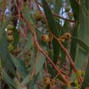 Image of Eucalyptus marginata subsp. thalassica M. I. H. Brooker & S. D. Hopper