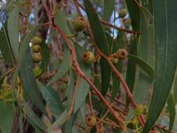 Imagem de Eucalyptus marginata subsp. thalassica M. I. H. Brooker & S. D. Hopper