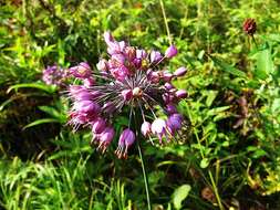 Image of Allium sacculiferum Maxim.