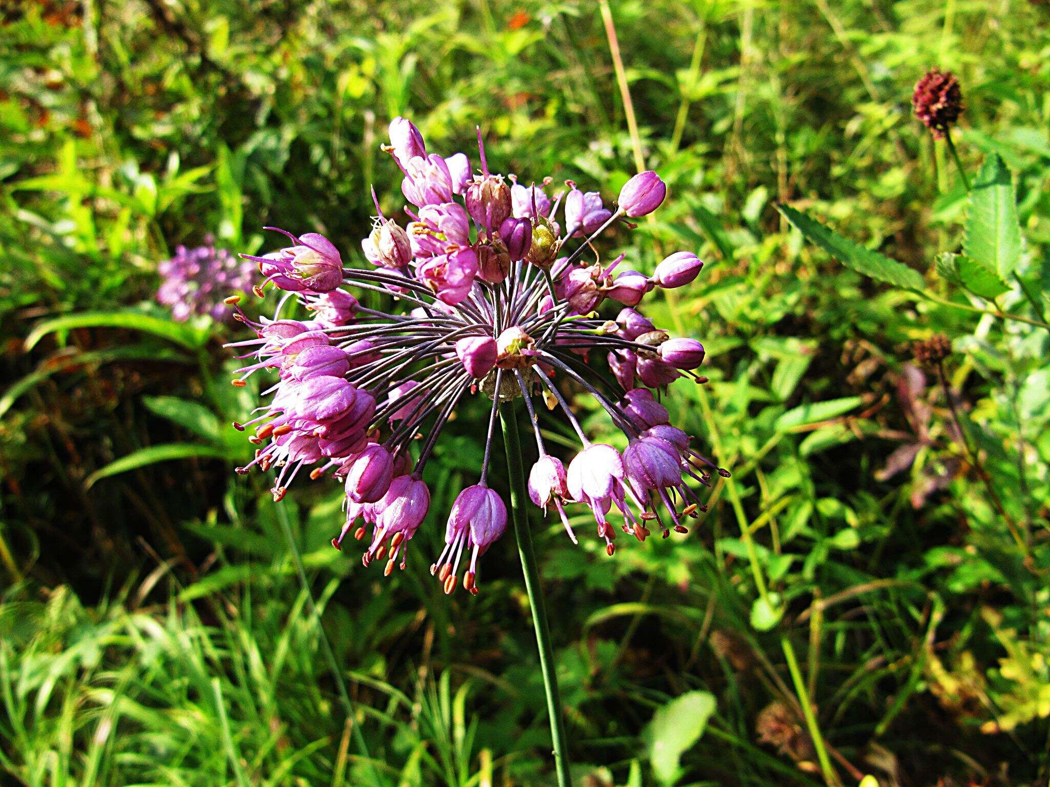 Image of Allium sacculiferum Maxim.