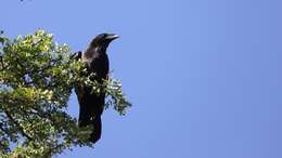 Image of Chihuahuan Raven