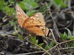 Image de Asterocampa celtis antonia