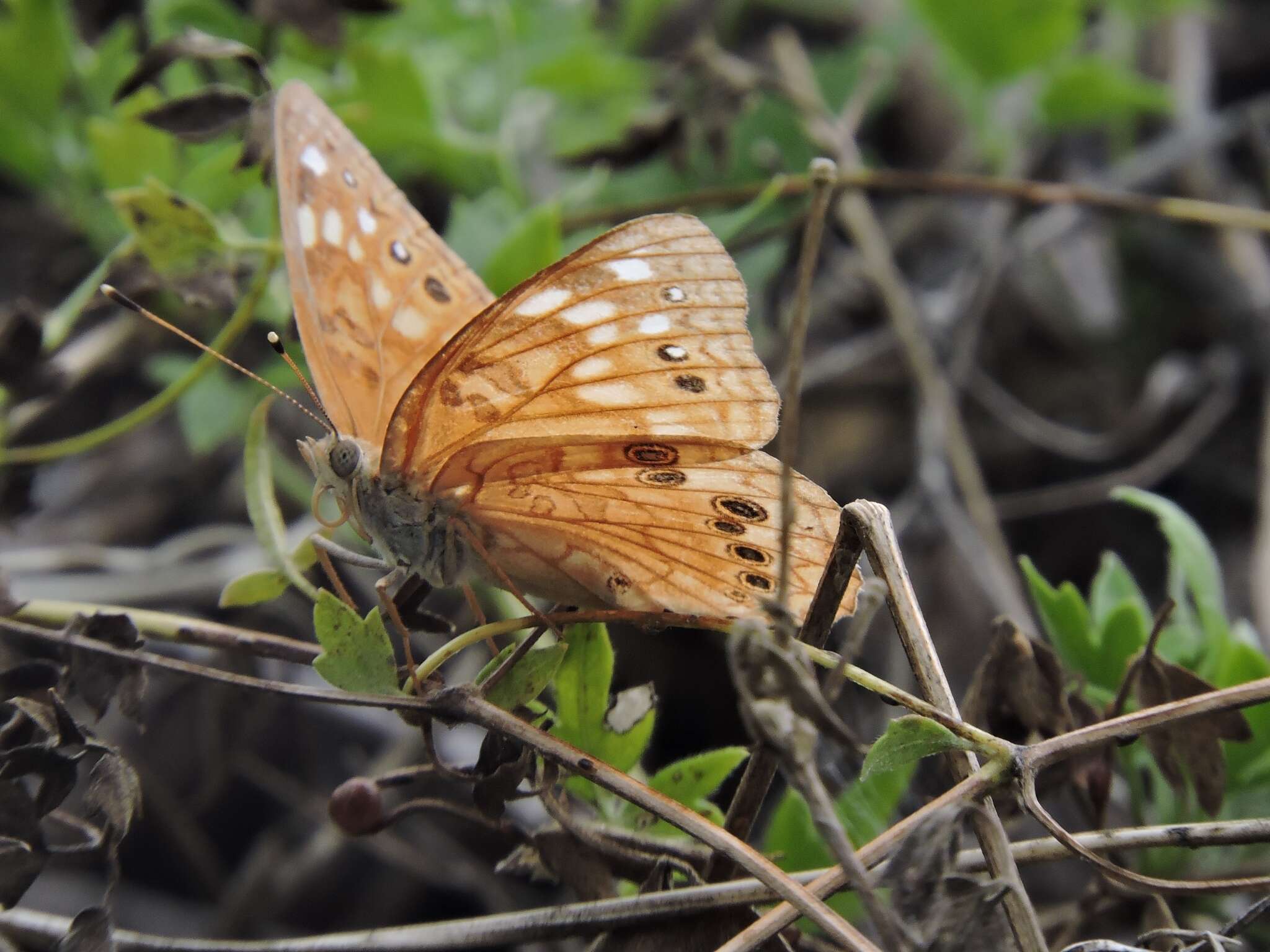 Image de Asterocampa celtis antonia