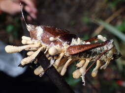 Image of <i>Beauveria locustiphila</i>