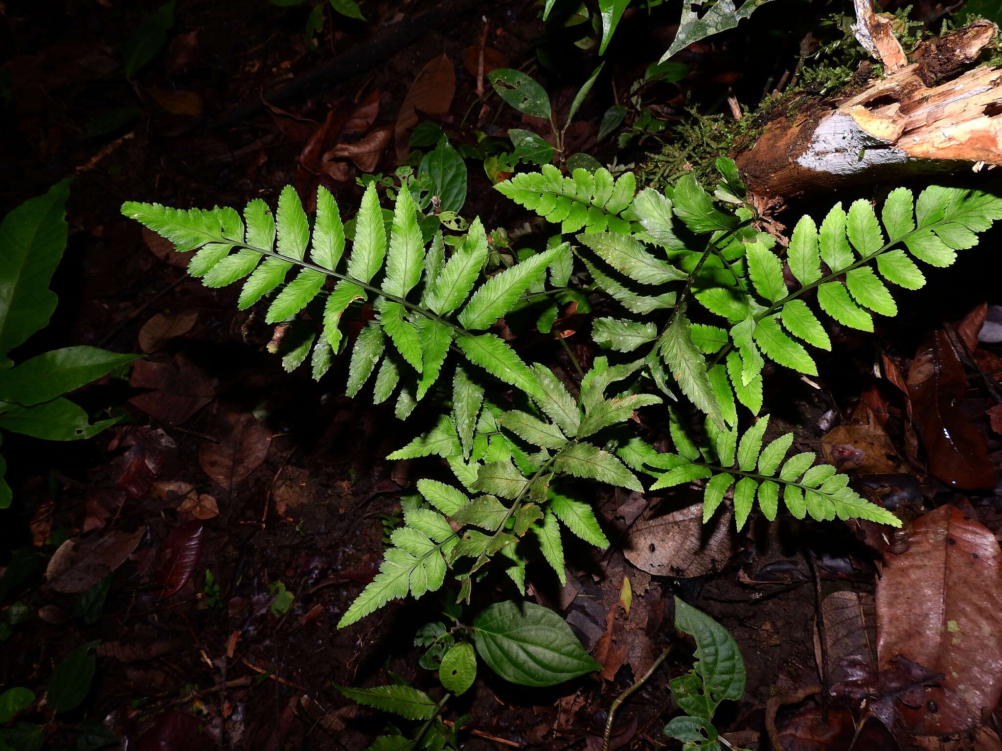 Imagem de Asplenium abscissum Willd.