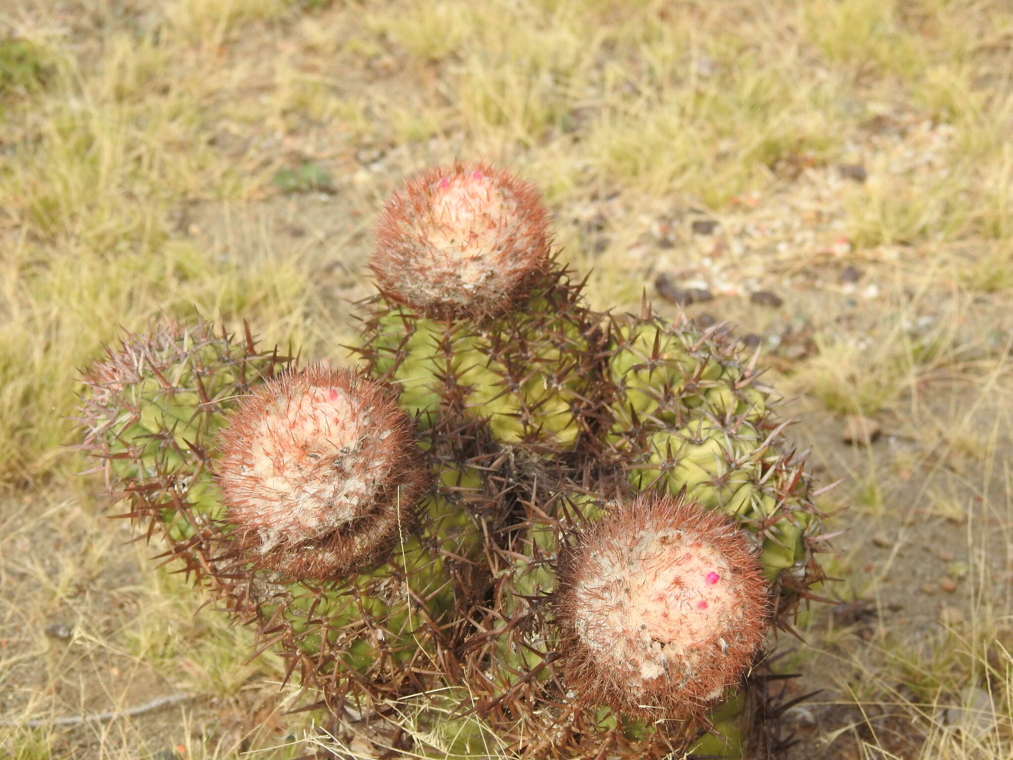 Imagem de Melocactus lemairei (Monv. ex Lem.) Miq. ex Lem.