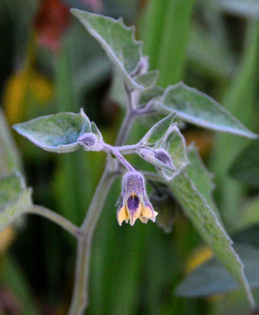 Image of Peruvian groundcherry