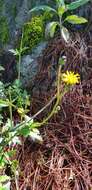 Image de Tridax brachylepis Hemsl.