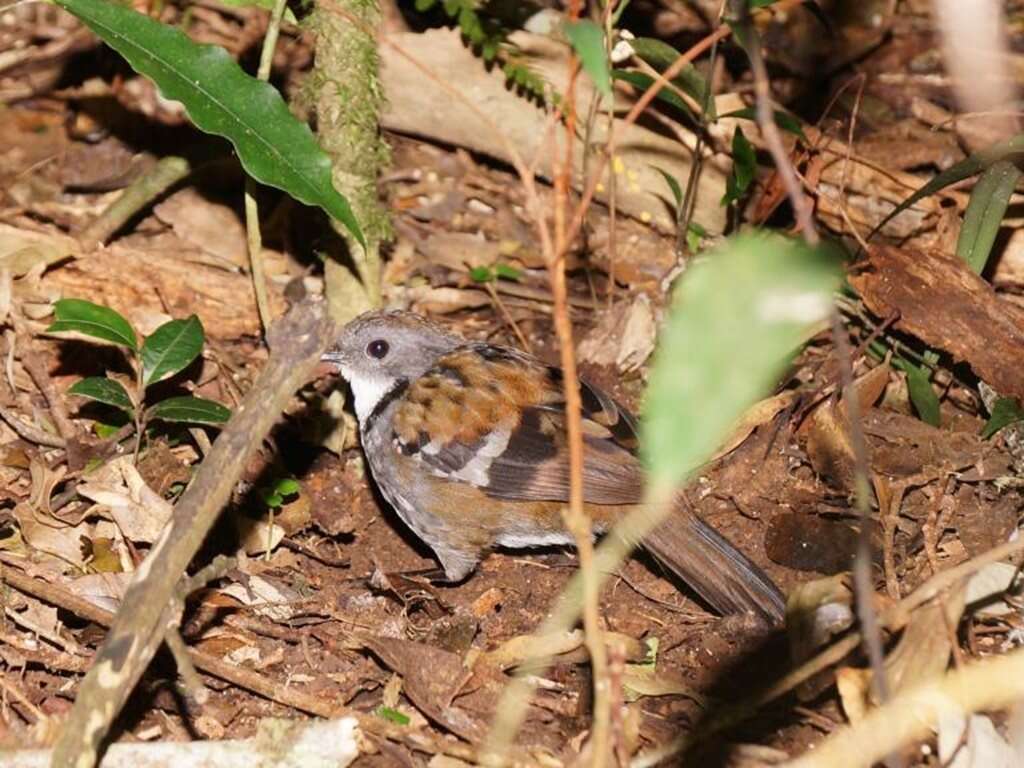 Image de Orthonychidae