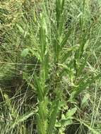 Imagem de Cirsium lecontei Torr. & A. Gray